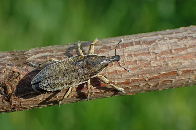 Lixus myagri - pöttyöshasú dudvabarkó