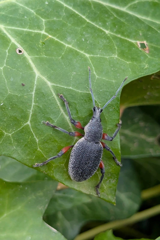 Otiorhynchus cardiniger - szemölcsös gyalogormányos