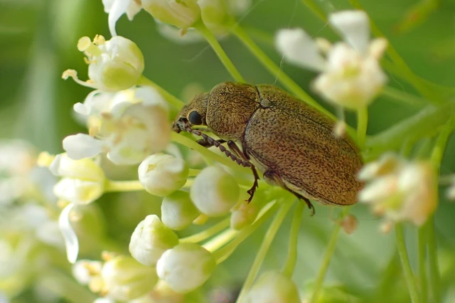 Mycterus tibialis - szőrös álzsizsik