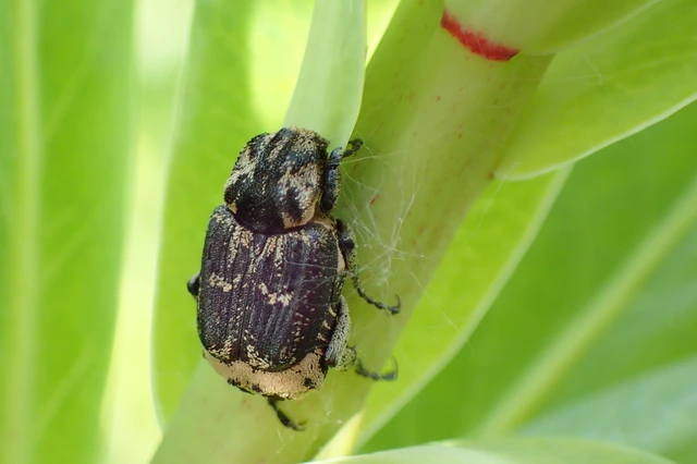 Valgus hemipterus - suta virágbogár