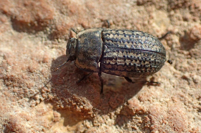Opatrum sabulosum - sároshátú gyászbogár Opatrum sabulosum - sároshátú gyászbogár