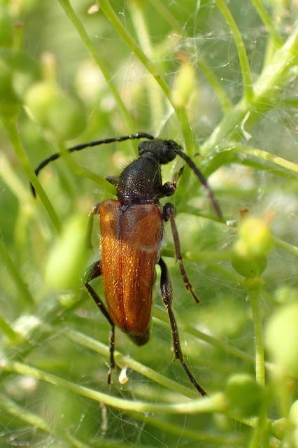 Pseudovadonia livida - barnás virágcincér