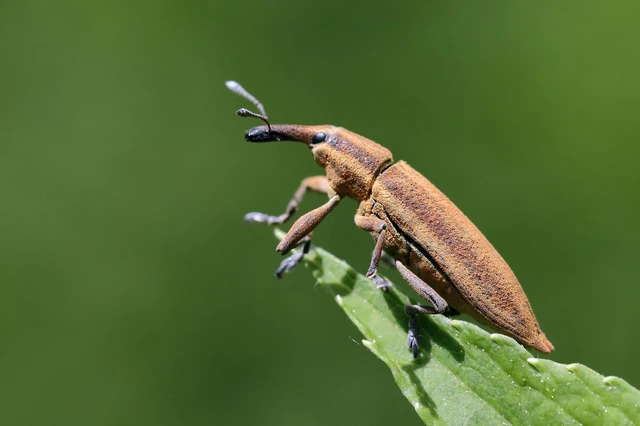 Lixus iridis - bürökfúró dudvabarkó