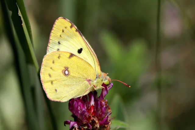 Colias hyale - kéneslepke