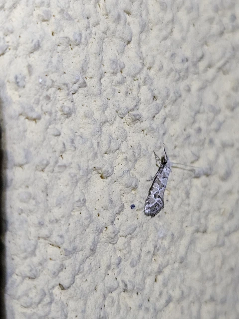 Microlepidoptera - Molylepkék