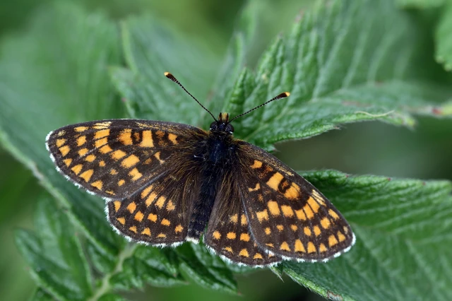 Melitaea