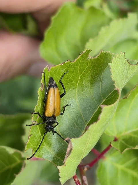 Stictoleptura fulva - vörhenyes virágcincér