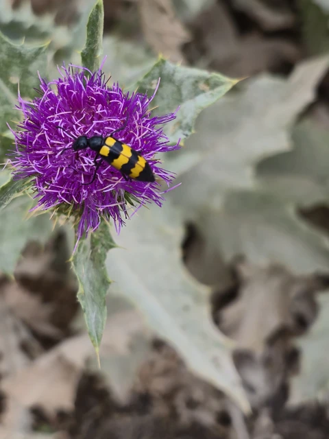 Mylabris variabilis - szalagos hólyaghúzó