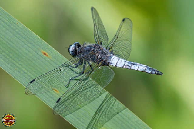 Libellula fulva - kisfoltos laposacsa