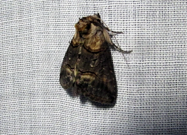 Abrostola asclepiadis - barnaövű csalánbagoly