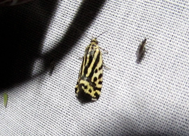 Emmelia trabealis - zebrabagoly