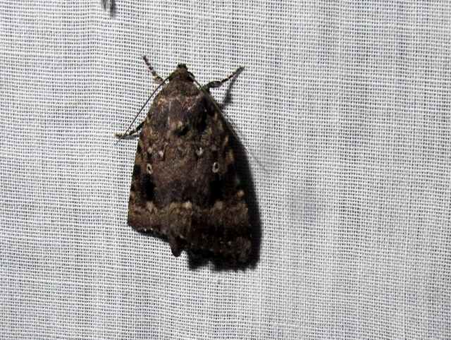 Amphipyra berbera/pyramidea