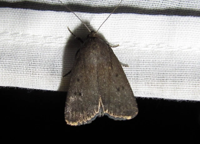 Amphipyra tragopoginis - bakszakállbagoly