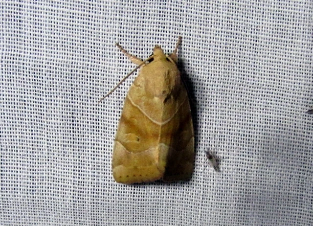Cosmia trapezina - közönséges lombbagoly