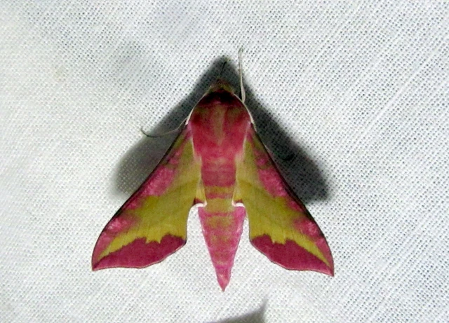 Deilephila porcellus - piros szender