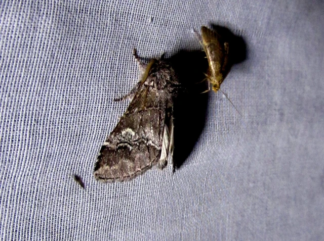 Drymonia querna - tölgyfa-púposszövő
