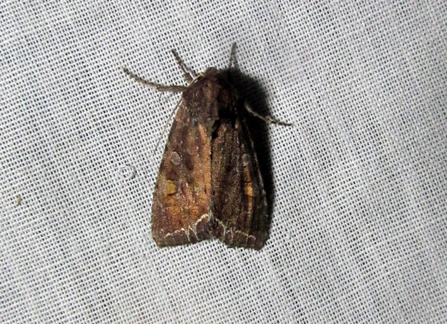 Lacanobia oleracea - saláta-kertibagoly