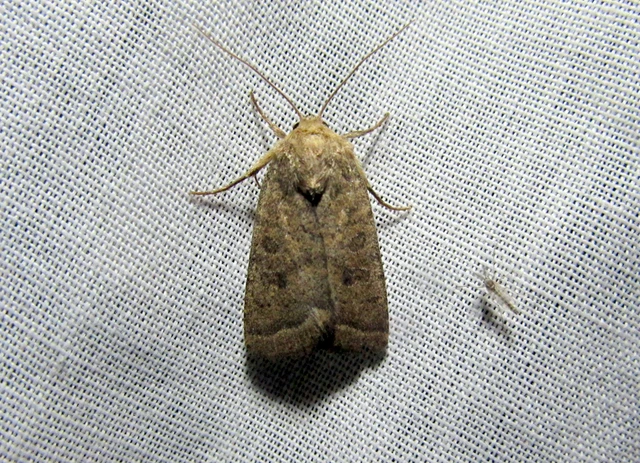 Hoplodrina