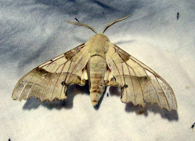 Marumba quercus - tölgyfaszender