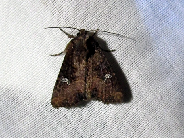 Mesapamea secalella/secalis
