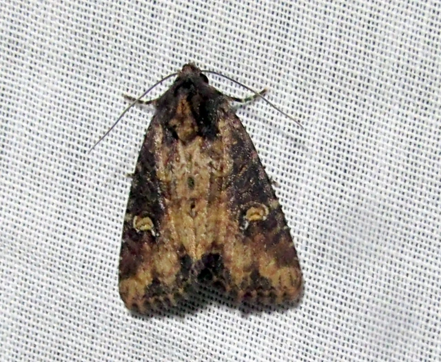 Mesapamea secalella/secalis