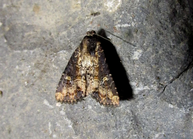 Mesapamea secalella/secalis