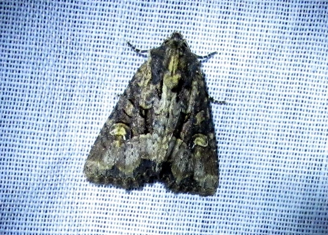 Mesapamea secalella/secalis