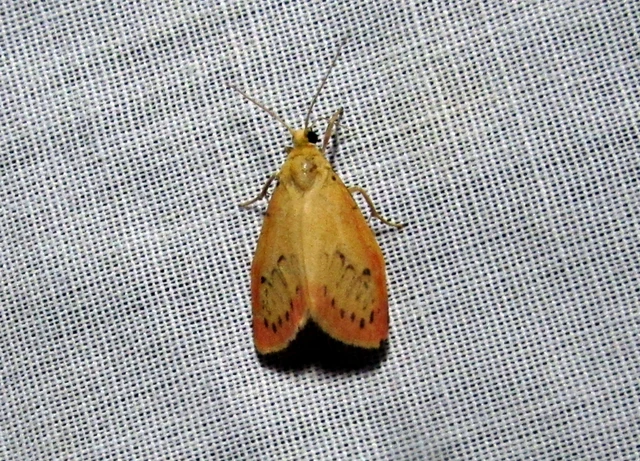 Miltochrista miniata - piros medvelepke