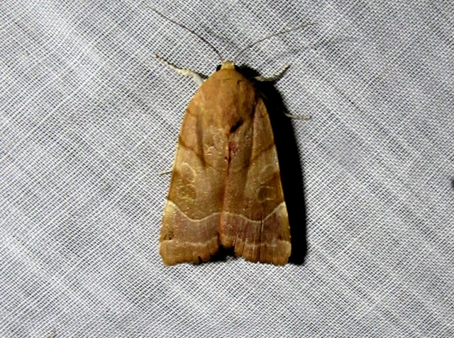 Noctua fimbriata - szélessávú sárgafűbagoly