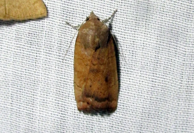 Noctua interjecta - zömök sárgafűbagoly