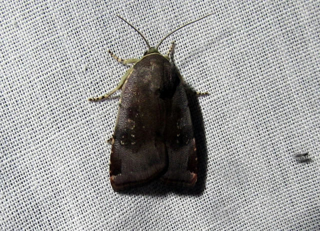 Noctua janthe/janthina