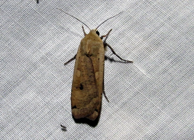 Noctua pronuba - nagy sárgafűbagoly
