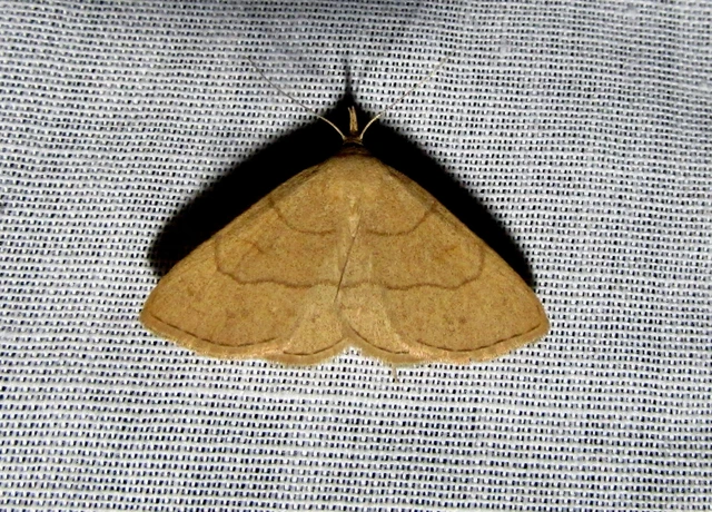 Paracolax tristalis - sárgás karcsúbagoly