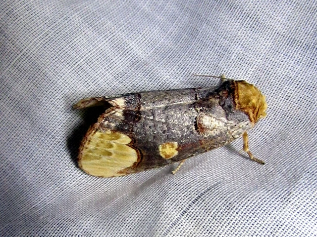 Phalera bucephaloides - magyar púposszövő