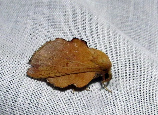 Phyllodesma tremulifolia - nyárlevélpohók