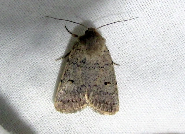 Platyperigea aspersa - homokszínű selymesbagoly