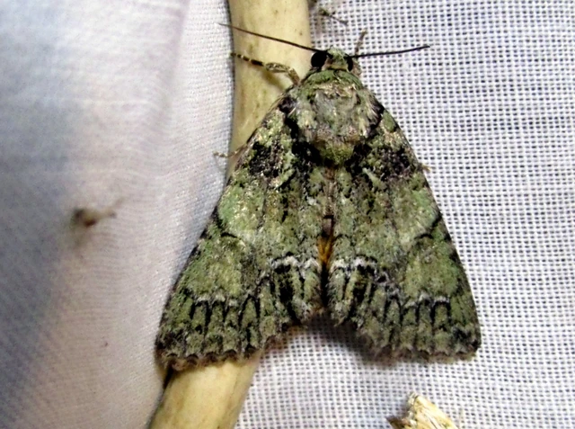 Polyphaenis sericata - selyemfényű erdeibagoly
