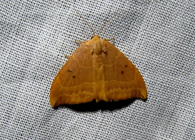 Watsonalla binaria - tölgyfa-sarlósszövő