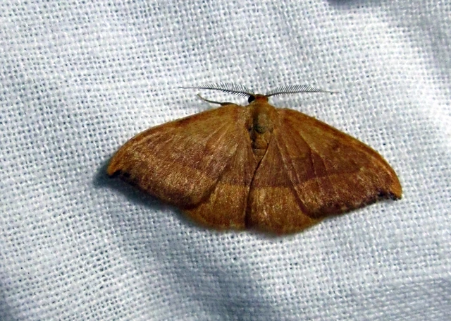 Watsonalla cultraria - bükkfa-sarlósszövő