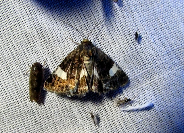Tyta luctuosa - fekete nappalibagoly