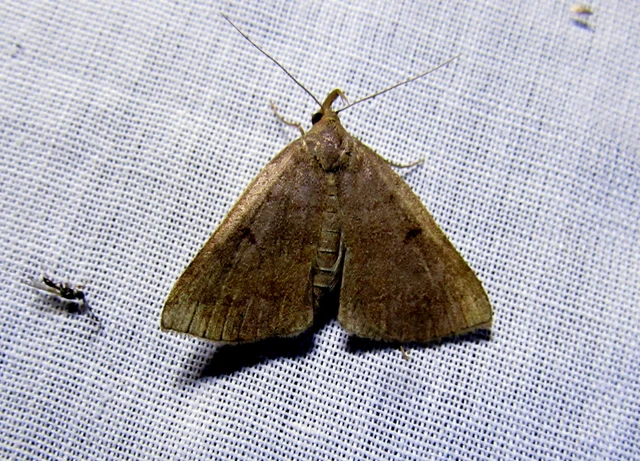 Zanclognatha lunalis - pelyheslábú karcsúbagoly