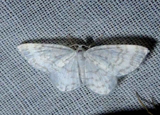 Asthena albulata - gyertyán-fehéraraszoló