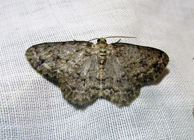 Ectropis crepuscularia - avararaszoló