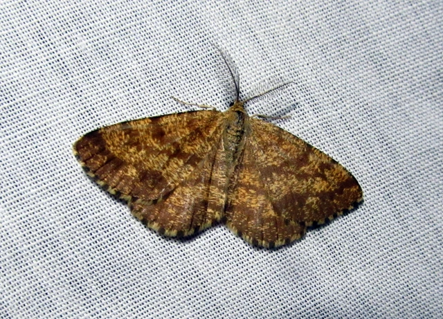 Ematurga atomaria - barna rétiaraszoló