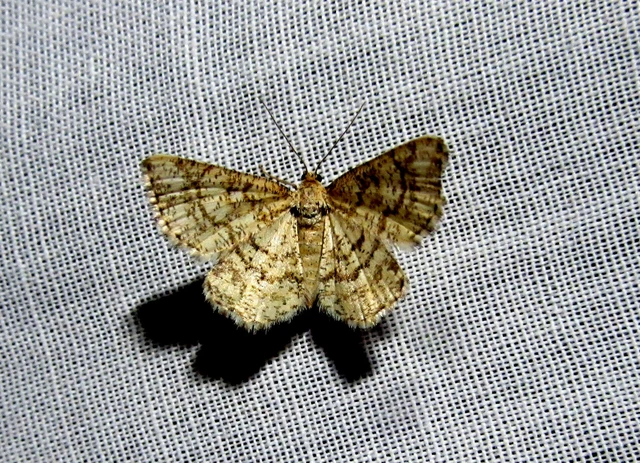 Heliomata glarearia - bőrszínű araszoló