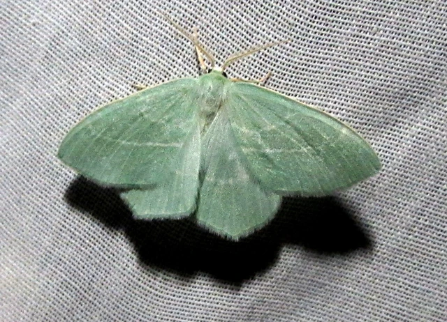 Hemistola chrysoprasaria - kékes zöldaraszoló