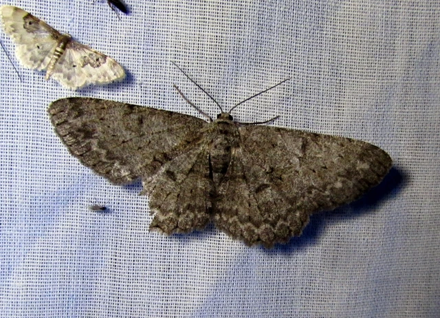 Hypomecis punctinalis - pettyes faaraszoló