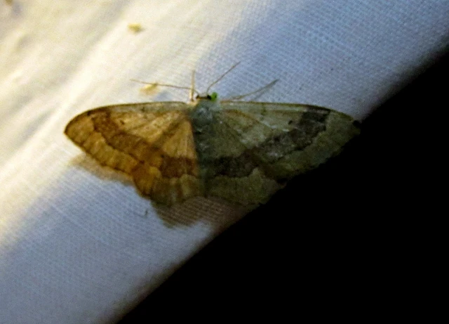 Idaea aversata - nagy sávosaraszoló
