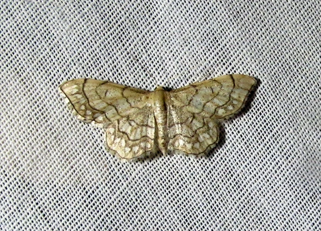Idaea moniliata - gyöngyös apróaraszoló