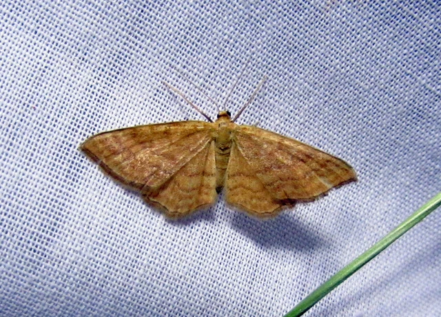 Idaea ochrata - okkerszínű sávosaraszoló